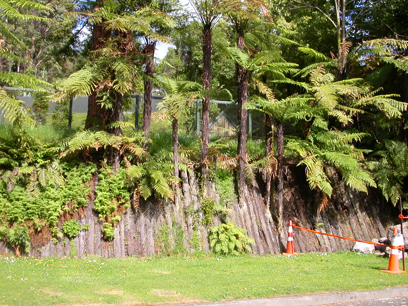 New Zealand, tree ferns
