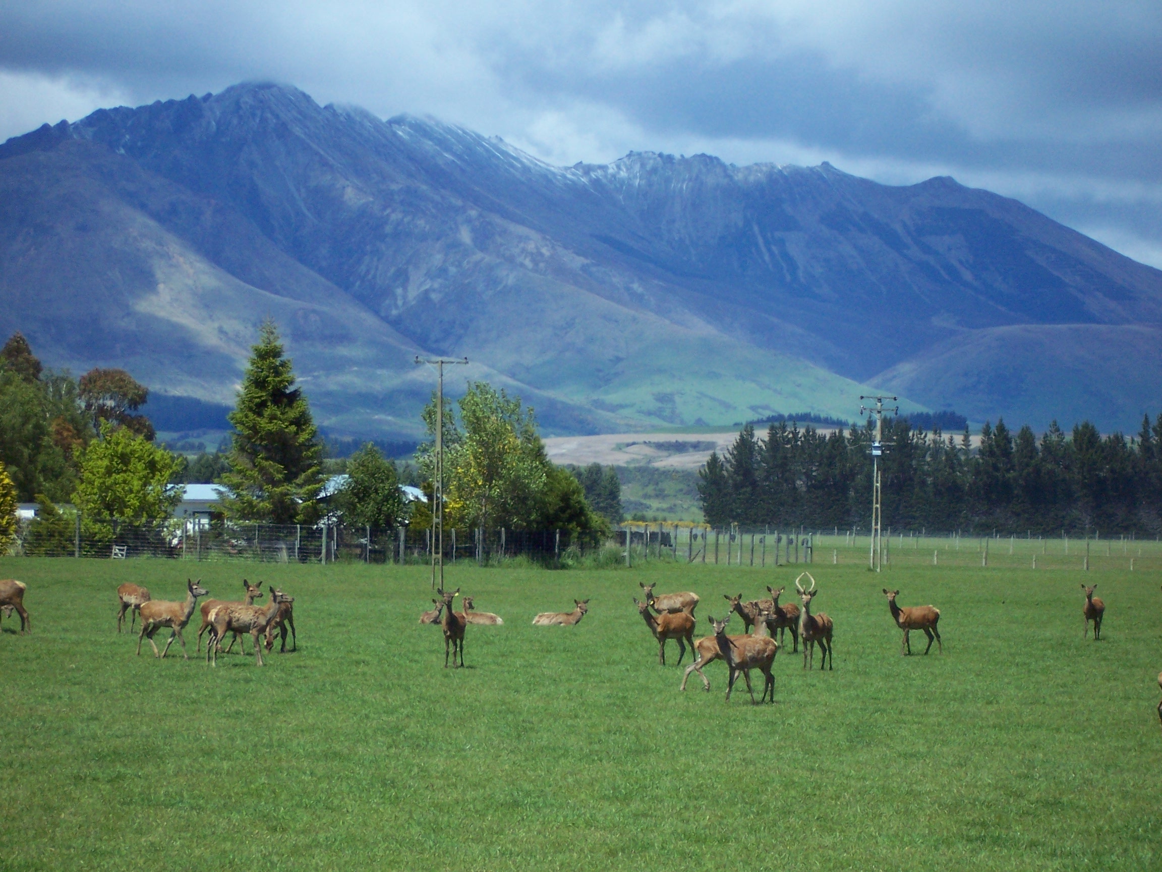 Deer Farm in NZ
