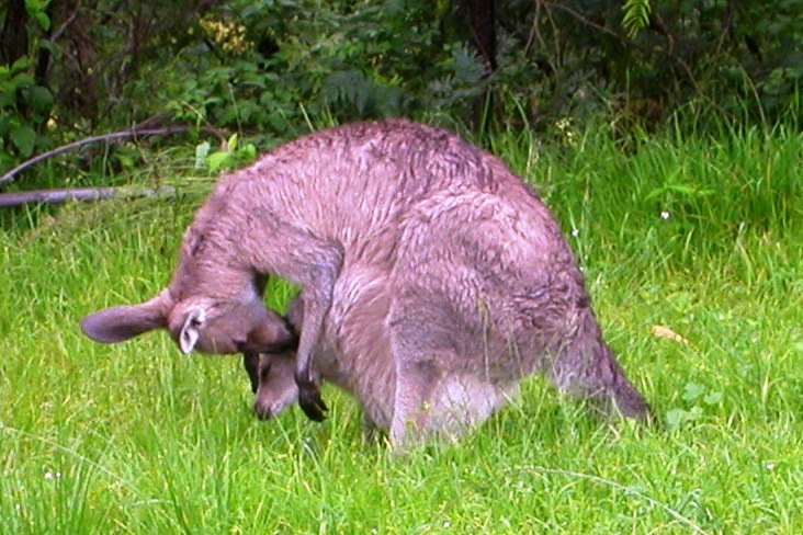 Australia, kangaroo with joey